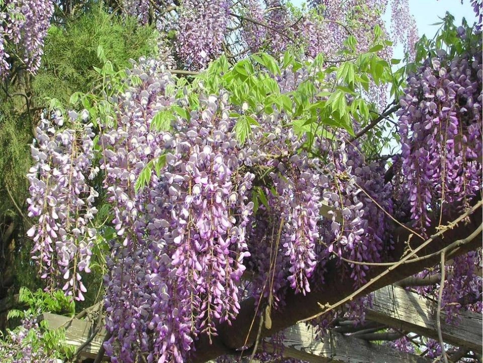 (部编)初中语文人教2011课标版七年级下册七下紫藤萝瀑布_第3页