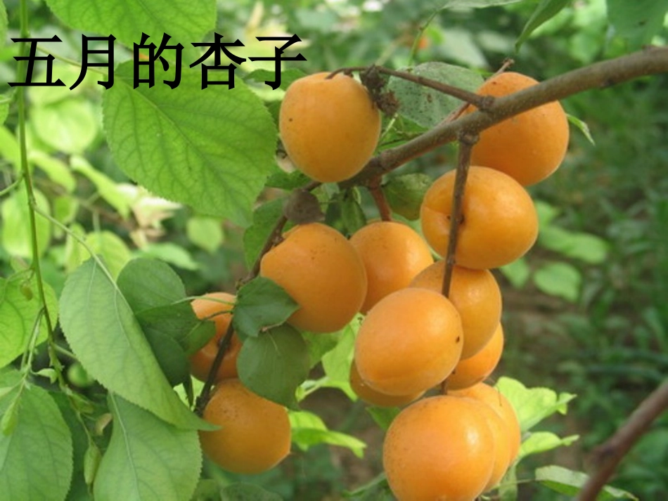 葡萄沟课件ppt冶彤_第3页