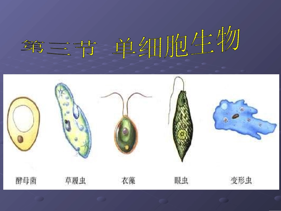 单细胞生物课件_第3页