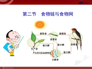食物链与食物网