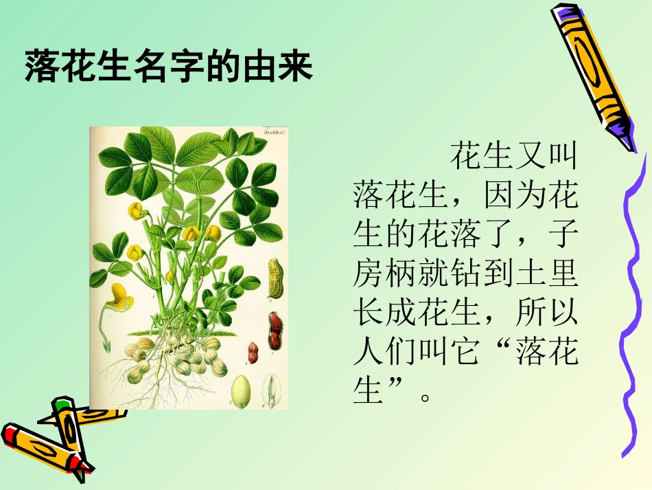 《落花生》教学课件_第3页