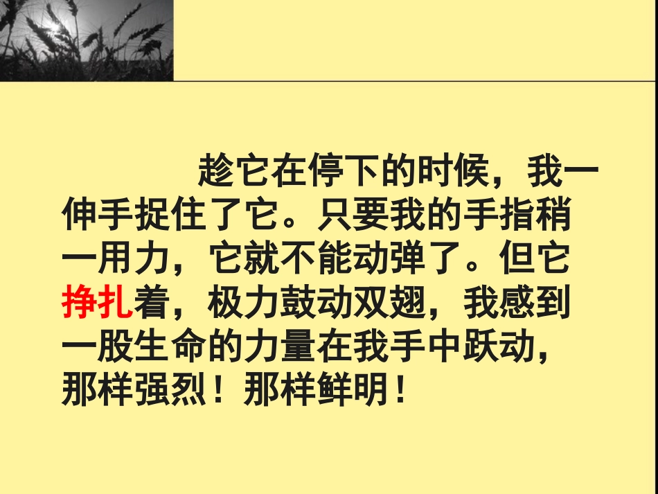 19生命生命_第3页