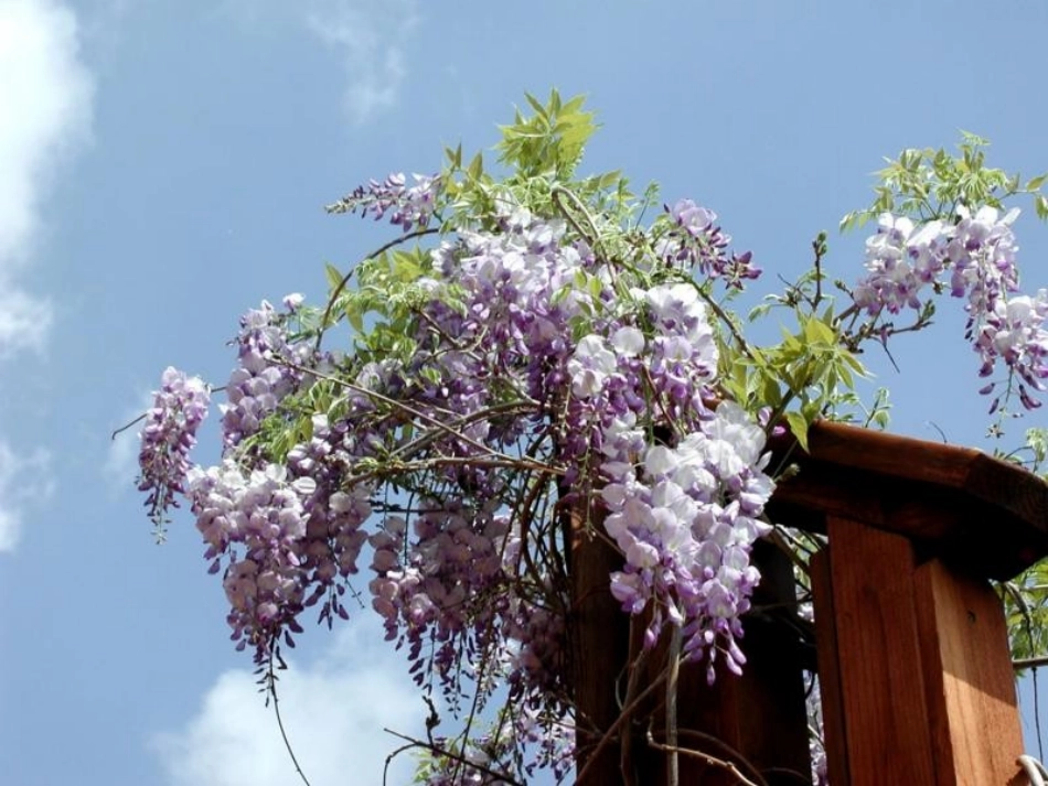 紫藤萝瀑布-(3)_第2页