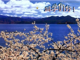紫藤萝瀑布-(3)