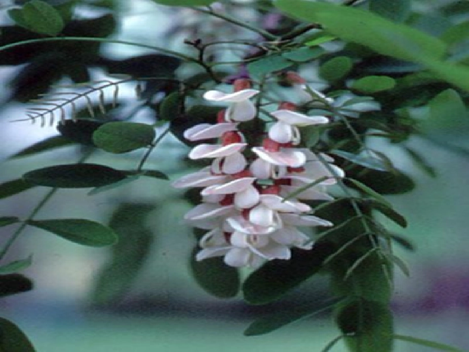 《槐乡的孩子》教学课件_第2页