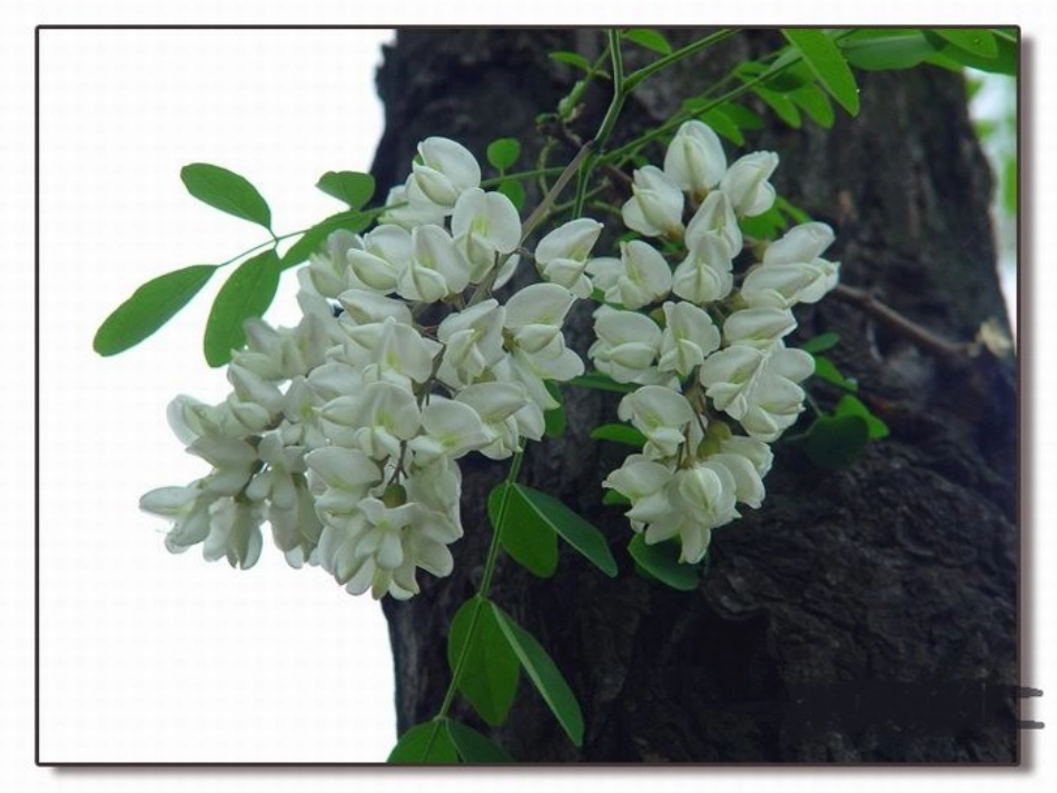 《槐乡的孩子》教学课件_第3页