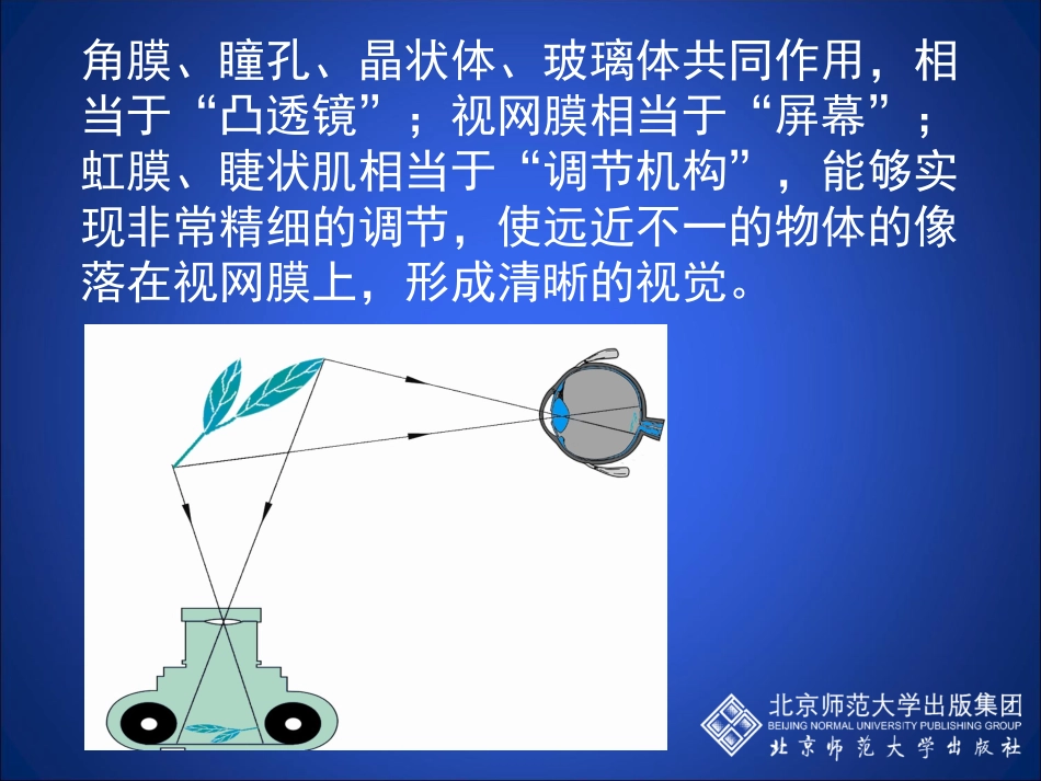 6-4-眼睛和眼镜_第3页