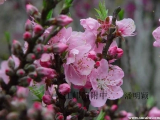 桃花源记MicrosoftPowerPoint演示文稿