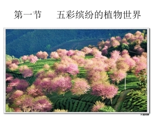 第一节五彩缤纷的植物世界