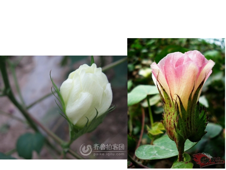 第2节--物质的酸碱性(第二课时)_第2页