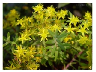 人教版第一节-动物体的结构层次