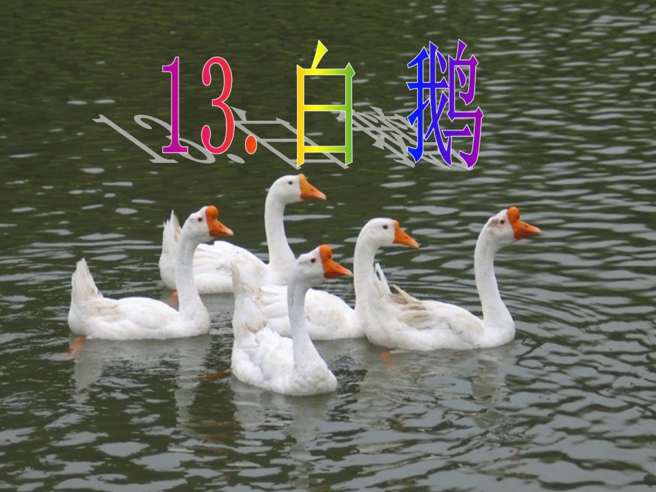 13[1].白鹅PPT课件_第2页