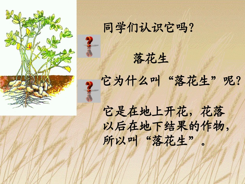 新课标人教版第九册语文落花生优质课件下载3_第1页