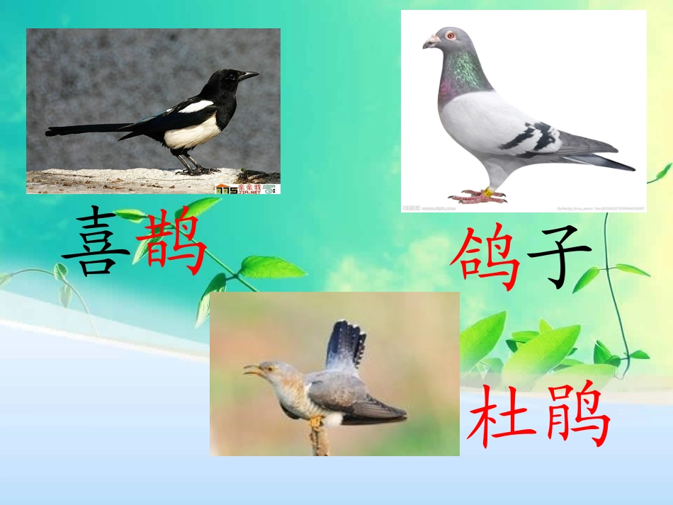 鸟的乐园课件PPt_第3页