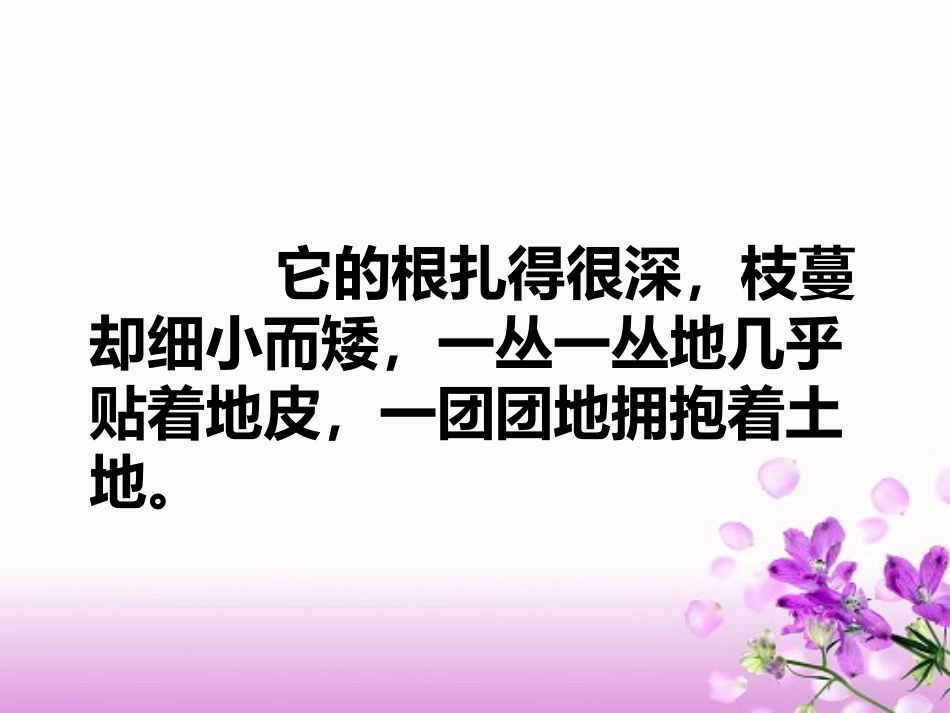 9烂漫的点地梅_第3页