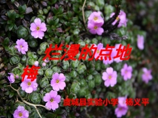 9烂漫的点地梅