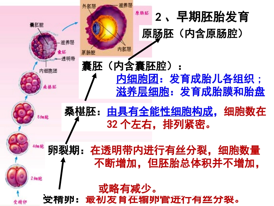 胚胎工程130922_第3页