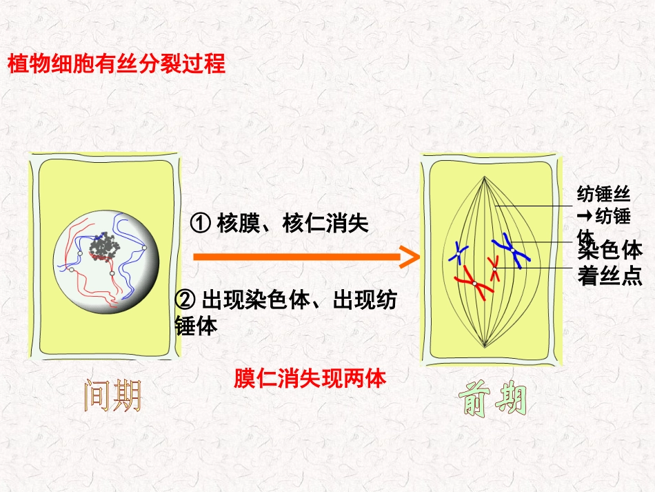 减数分裂和受精作用_第2页