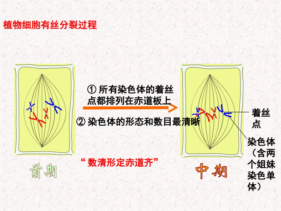 减数分裂和受精作用_第3页