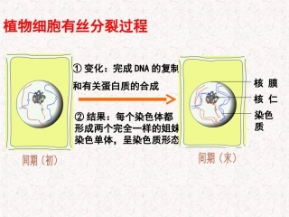 减数分裂和受精作用