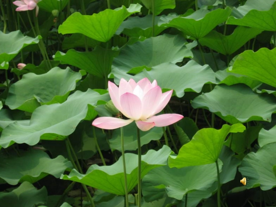 (部编)人教语文2011课标版一年级下册《荷叶圆圆》第一课时-(5)_第2页