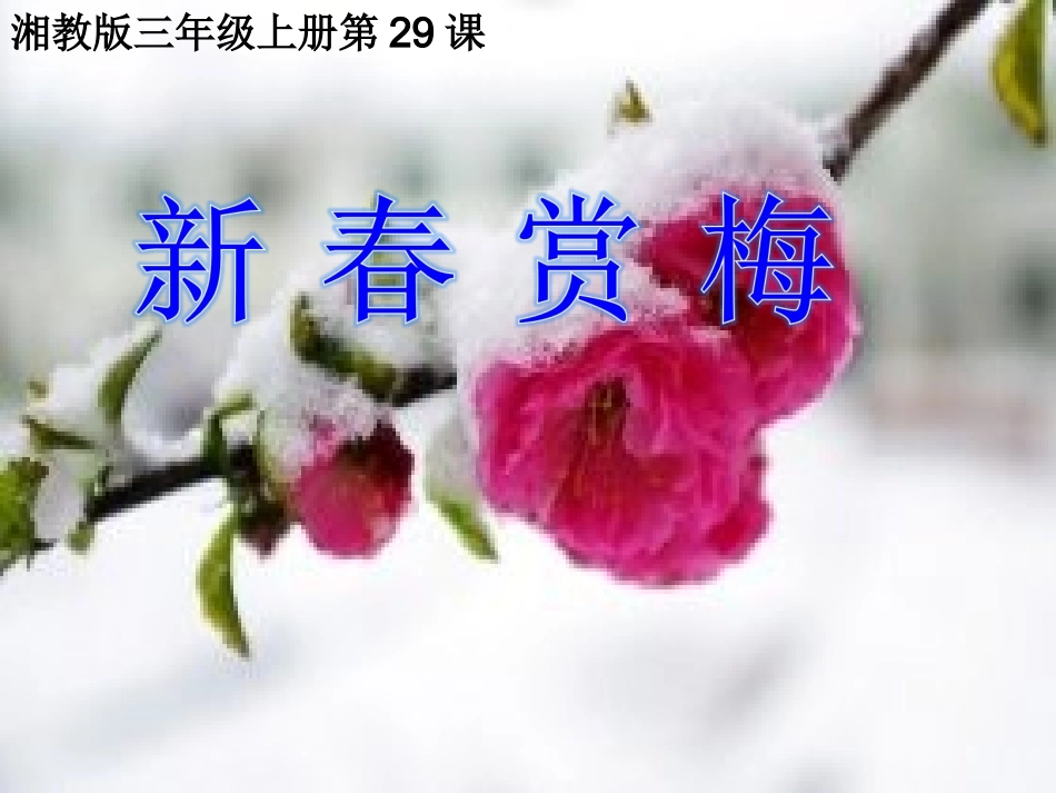 2015春湘教版语文三上《新春赏梅》ppt课件2_第1页