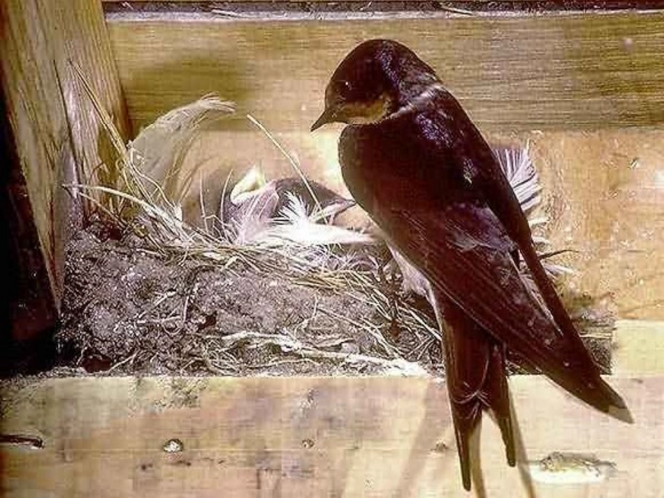 《燕子》课件(1)_第2页