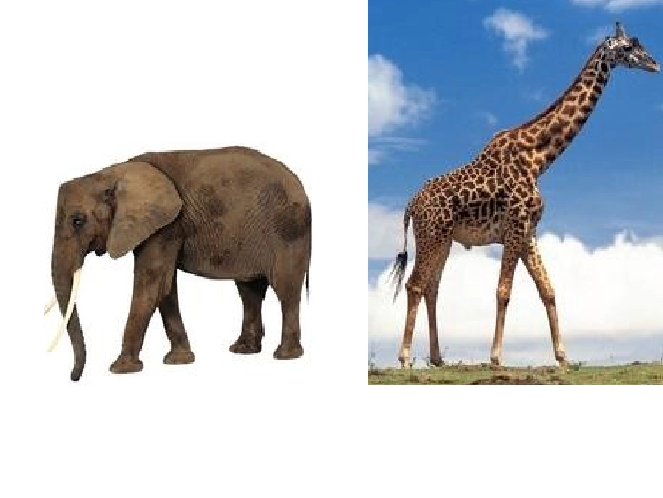 比一比-说一说1_第3页