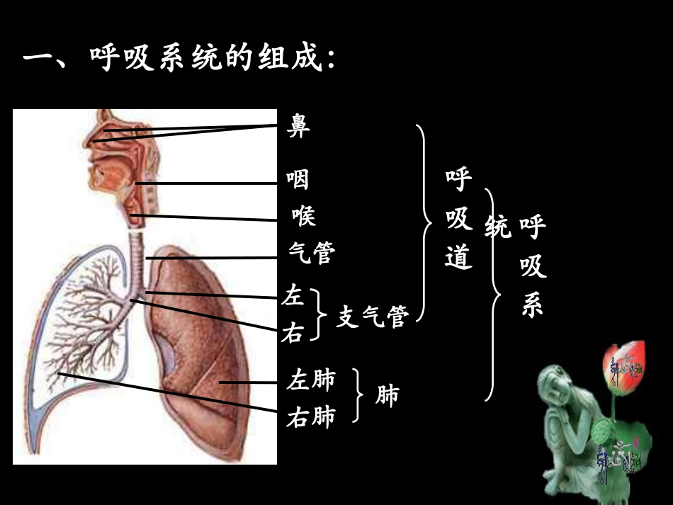 3.1呼吸道对空气的处理-七年级下册-人教版-课件_第3页