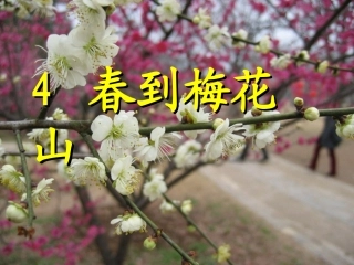 4.春到梅花山