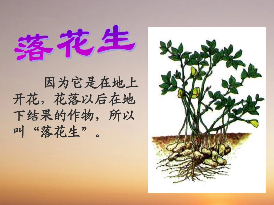 15.落花生_第3页
