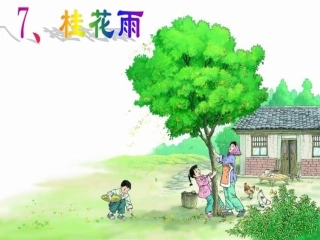 桂花雨(孔)
