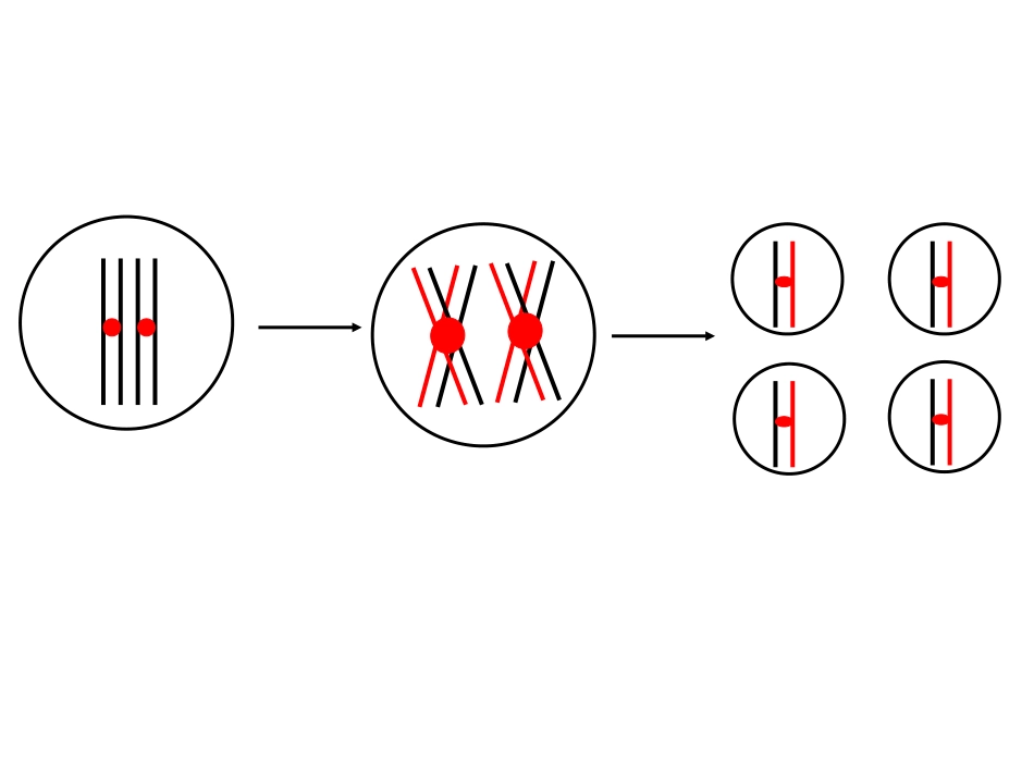 DNA标记题_第2页