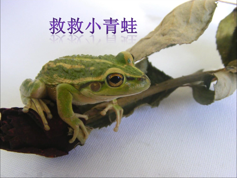 【素材】《保护动物》保护动物(北师大)_第1页