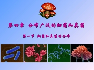 细菌和真菌的分布