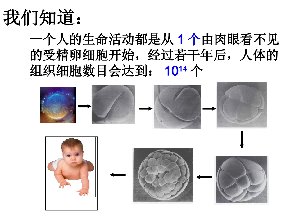2.2.1细胞怎样构成生物体_第3页