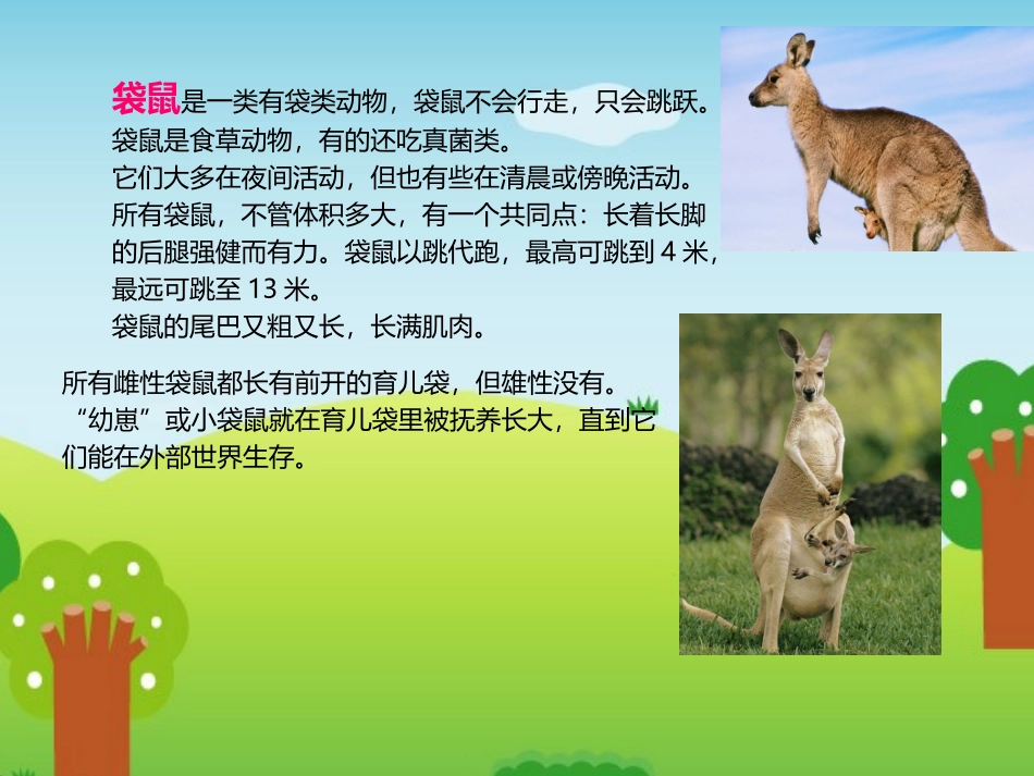 《袋鼠妈妈的口袋》课件2_第3页