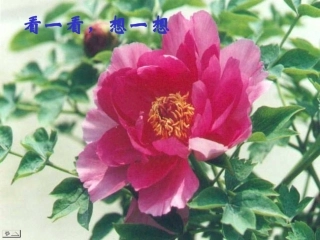 五-紫藤萝瀑布