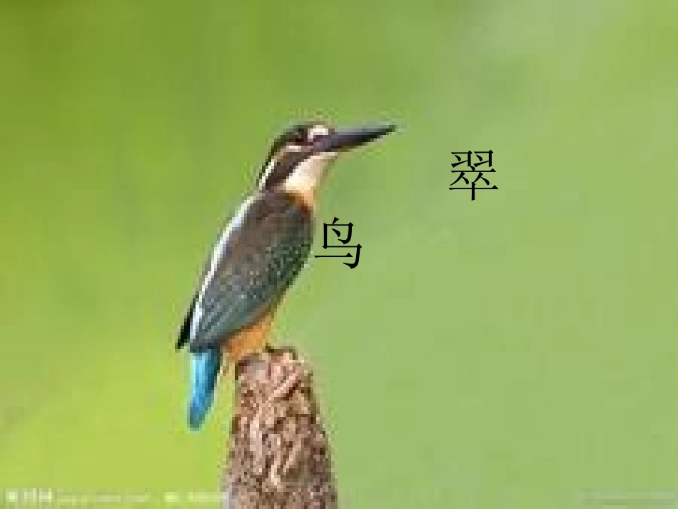 小学语文翠鸟课件_第1页