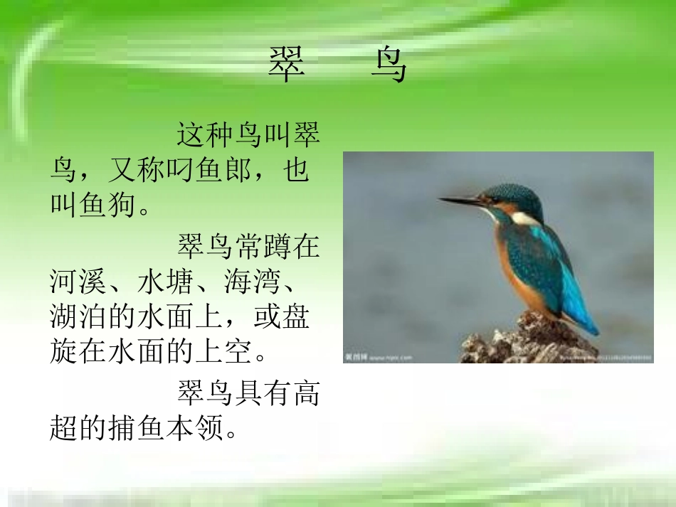 小学语文翠鸟课件_第2页