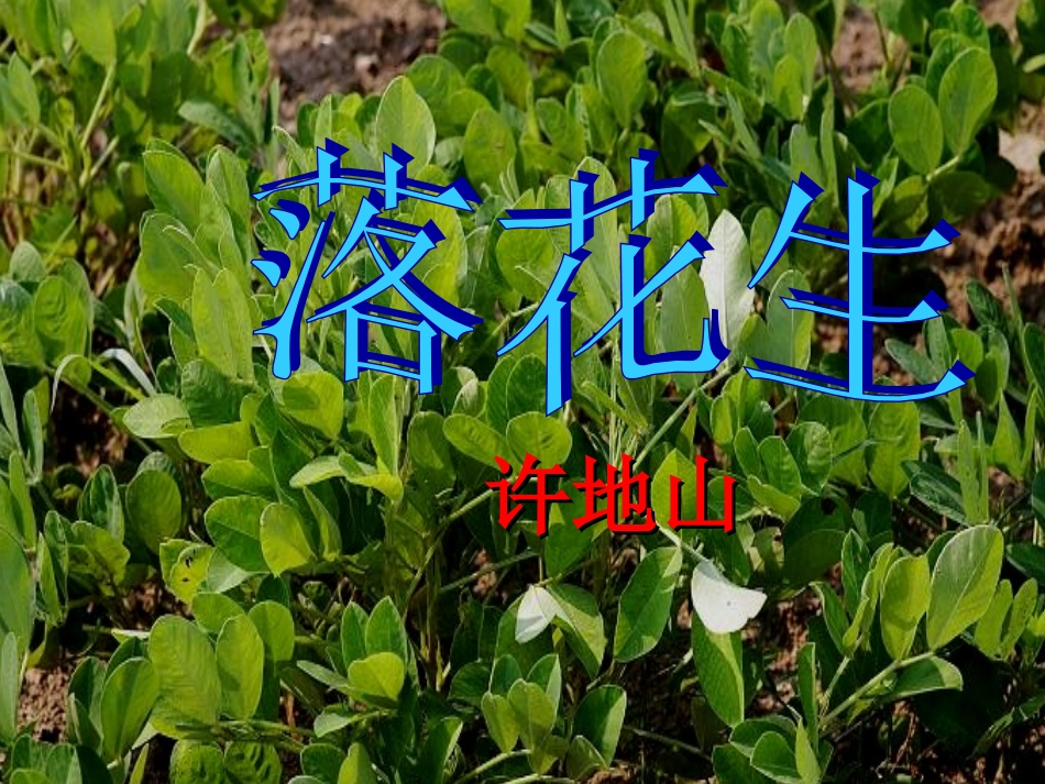 落花生ppt课件(2)_第3页