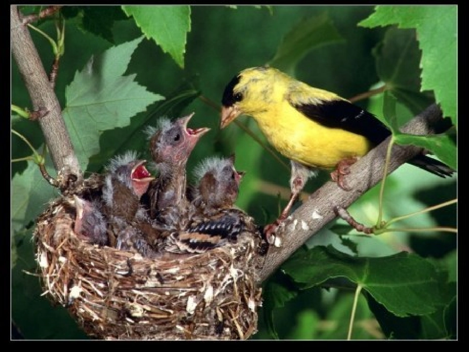 《狡猾的杜鹃》课件_第2页