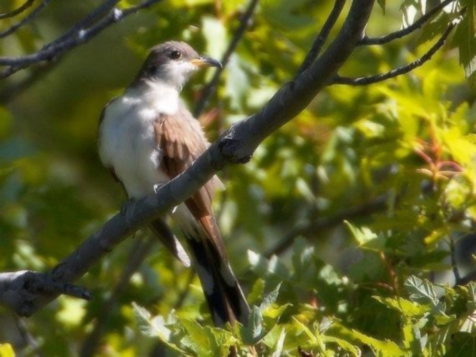 《狡猾的杜鹃》课件_第3页