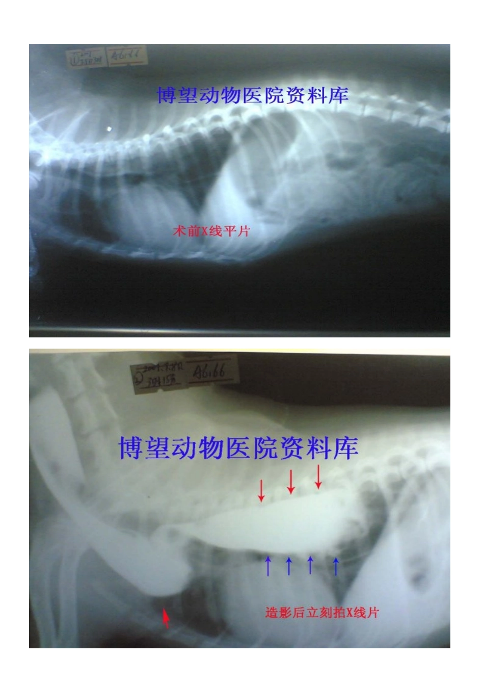 病例5——保守——成年犬巨食道症---X片_第1页
