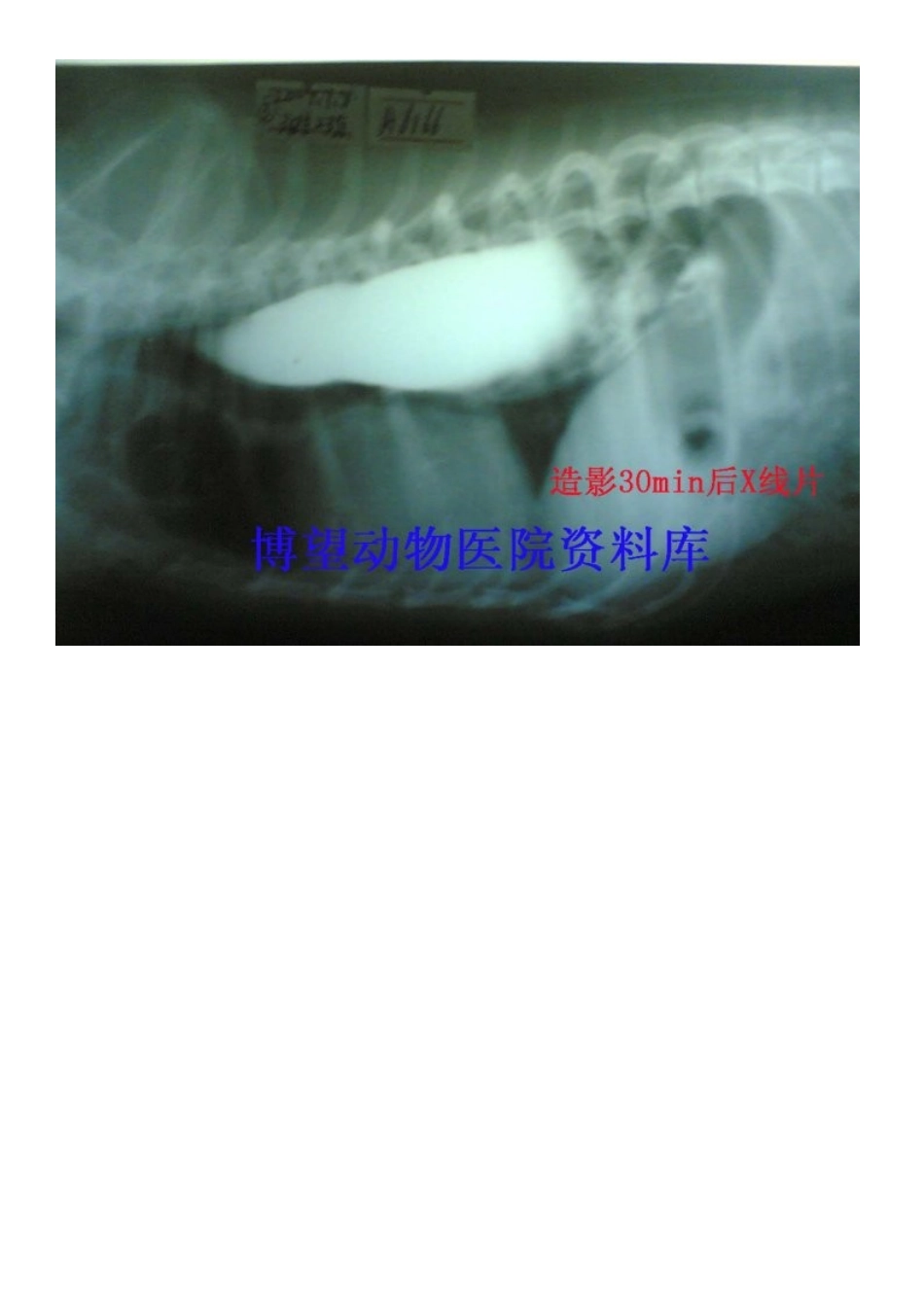 病例5——保守——成年犬巨食道症---X片_第2页