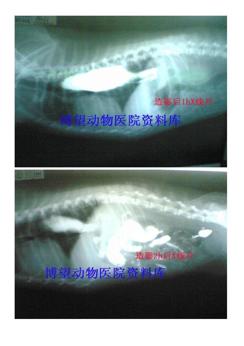 病例5——保守——成年犬巨食道症---X片_第3页