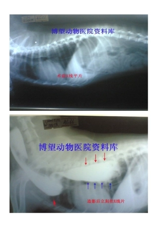 病例5——保守——成年犬巨食道症---X片