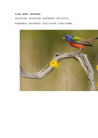 空山鸟语-盎然春花-爱在鸟语花香时