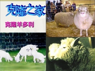 《奇妙的克隆》课件4