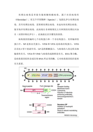 埃博拉病毒科普